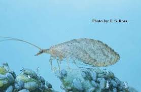 Attēlu rezultāti vaicājumam “Hemerobiidae”