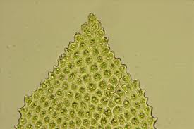 Attēlu rezultāti vaicājumam “Thuidium assimile”