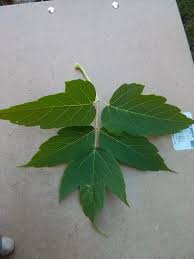 Attēlu rezultāti vaicājumam “Acer negundo leaf”