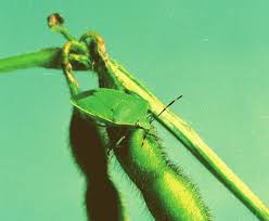 Attēlu rezultāti vaicājumam “Cystiphora sanguinea larva”