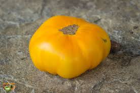 Afbeeldingsresultaat voor blushing yellow tomato