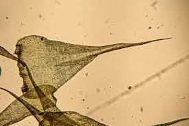 Attēlu rezultāti vaicājumam “Campylium stellatum sporophyte”