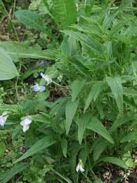 Attēlu rezultāti vaicājumam “Viola canina leaf”