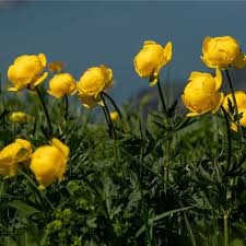 Image result for Trollblume