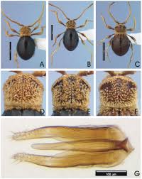Attēlu rezultāti vaicājumam “Ptinus sp. male”