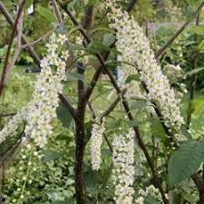 Attēlu rezultāti vaicājumam “Prunus (bird-cherry tree)”