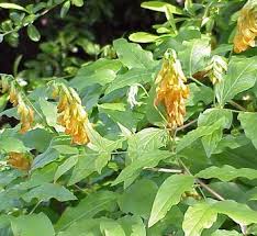 Attēlu rezultāti vaicājumam “Lathyrus niger”