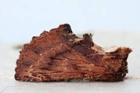 Attēlu rezultāti vaicājumam “Ptilodon capucina”