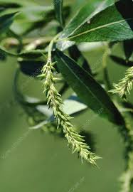 Attēlu rezultāti vaicājumam “Salix triandra”