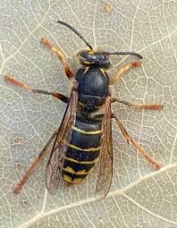 Attēlu rezultāti vaicājumam “Dolichovespula media”