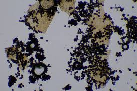 Attēlu rezultāti vaicājumam “Diderma subviridifuscum”