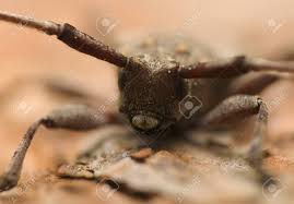 Attēlu rezultāti vaicājumam “Acanthocinus aedilis”