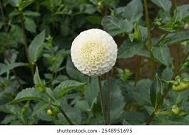 Attēlu rezultāti vaicājumam “Tragopogon heterospermus flower”