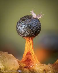 Attēlu rezultāti vaicājumam “Physarum virescens macro”