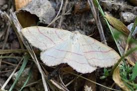 Attēlu rezultāti vaicājumam “Rhodostrophia vibicaria”