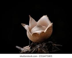 Attēlu rezultāti vaicājumam “Geastrum fimbriatum”