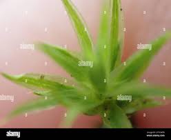 Attēlu rezultāti vaicājumam “Polytrichastrum longisetum”