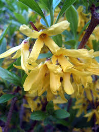 Attēlu rezultāti vaicājumam “Forsythia viridissima flower”