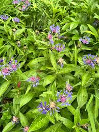 Attēlu rezultāti vaicājumam “Centaurea scabiosa bud”