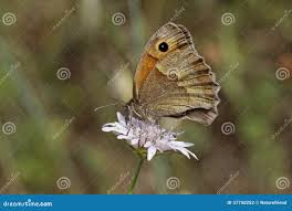 Attēlu rezultāti vaicājumam “Maniola jurtina female”