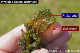 Attēlu rezultāti vaicājumam “Nostoc commune”