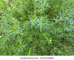 Attēlu rezultāti vaicājumam “Galium verum leaf”