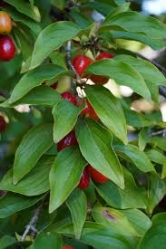 Attēlu rezultāti vaicājumam “Cornus mas fruit”