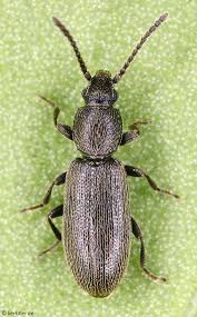 Attēlu rezultāti vaicājumam “Dendrophagus crenatus”