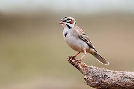 Image result for Chondestes grammacus