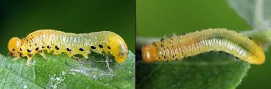 Attēlu rezultāti vaicājumam “Pristiphora maesta larva”