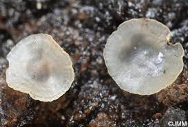 Attēlu rezultāti vaicājumam “Hyalorbilia inflatula”