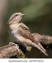 Image result for Jynx torquilla