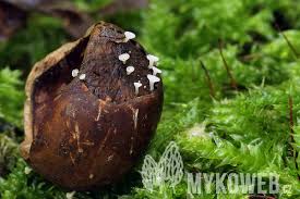 Attēlu rezultāti vaicājumam “Hymenoscyphus fructigenus”