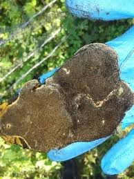 Attēlu rezultāti vaicājumam “Phellinus ferruginosus”