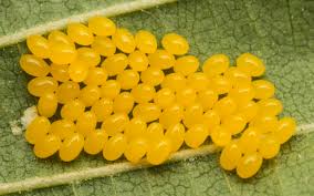 Attēlu rezultāti vaicājumam “Agelastica alni larva”