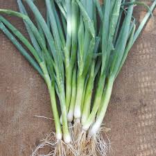 Résultat de recherche d'images pour "Allium fistulosum"