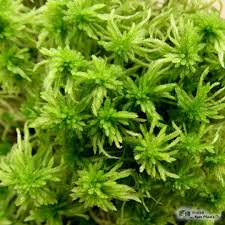 Attēlu rezultāti vaicājumam “Sphagnum tenellum”