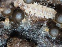 Attēlu rezultāti vaicājumam “Hemitrichia decipiens”