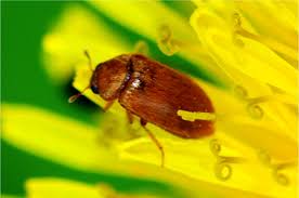 Attēlu rezultāti vaicājumam “Cychramus luteus”