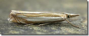 Attēlu rezultāti vaicājumam “Crambus hamella”