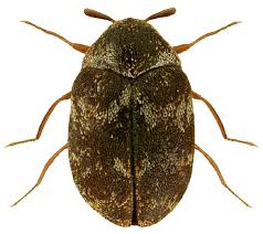 Attēlu rezultāti vaicājumam “Anthrenus sp.”