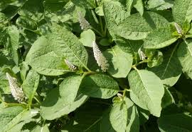 Attēlu rezultāti vaicājumam “Phytolacca acinosa”