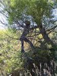 Spirits of the Forests ENTs