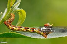 Attēlu rezultāti vaicājumam “Erannis defoliaria larva”