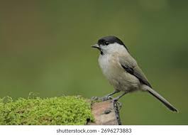 Attēlu rezultāti vaicājumam “Poecile palustris adult”