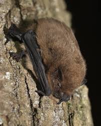 Attēlu rezultāti vaicājumam “Pipistrellus nathusii”