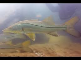 Image result for Centropomus undecimalis