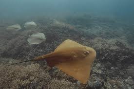 Image result for Megatrygon microps