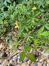 Attēlu rezultāti vaicājumam “Potentilla reptans bud”