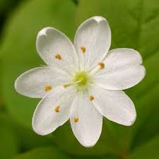 Attēlu rezultāti vaicājumam “Lysimachia”